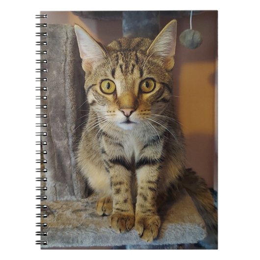 House Tiger Notitieboek (Voorkant)