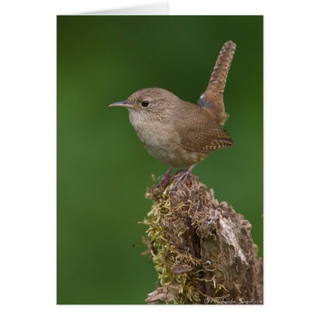 House Wren (Voorkant)