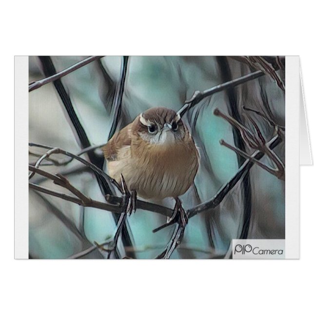 House Wren (Voorkant Horizontaal)