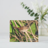 House Wren Briefkaart (Staand voorkant)