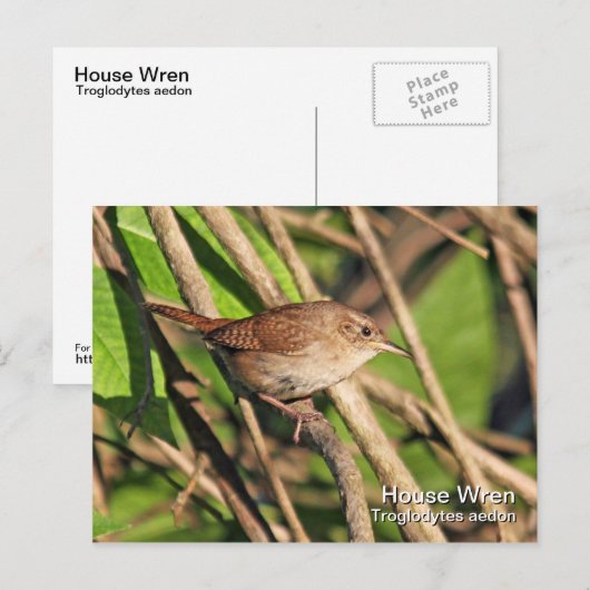House Wren Briefkaart (Voorkant / Achterkant)