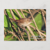 House Wren Briefkaart (Voorkant)