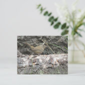 House Wren Briefkaart (Staand voorkant)