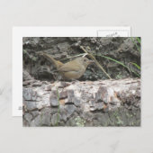 House Wren Briefkaart (Voorkant / Achterkant)