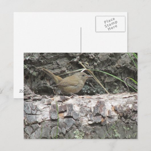 House Wren Briefkaart (Voorkant / Achterkant)