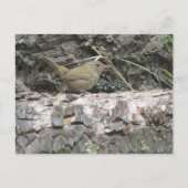 House Wren Briefkaart (Voorkant)