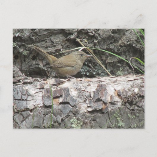 House Wren Briefkaart (Voorkant)