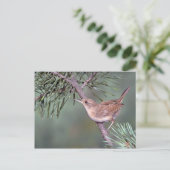 House Wren Briefkaart (Staand voorkant)