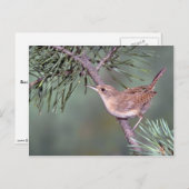 House Wren Briefkaart (Voorkant / Achterkant)