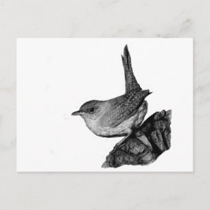 House Wren Briefkaart