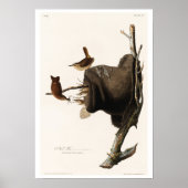House Wren by Audubon Poster (Voorkant)