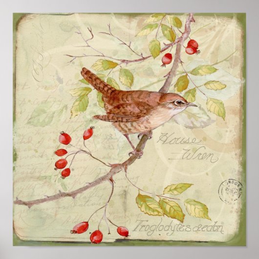 House Wren Collage Poster (Voorkant)