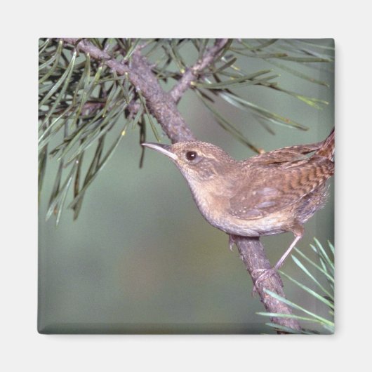 House Wren Magneet (Voorkant)
