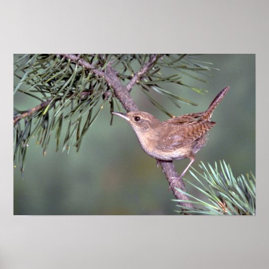 House Wren Poster (Voorkant)