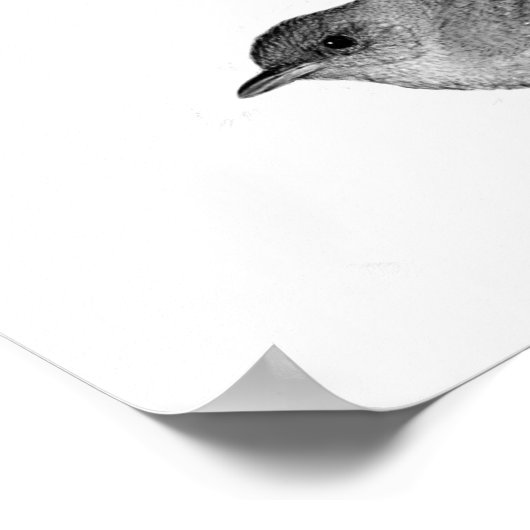 House Wren Poster (Hoek)