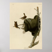 House Wren Poster (Voorkant)