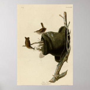 House Wren Poster