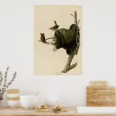 House Wren Poster (Keuken)