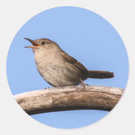 House Wren Ronde Sticker (Voorkant)
