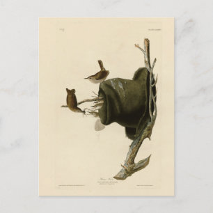 House Wren uit Audubon's Birds of America Briefkaart