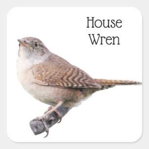 House Wren Vierkante Sticker
