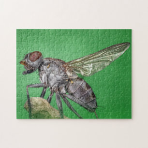 Housefly Close Insect Photo Puzzle Legpuzzel
