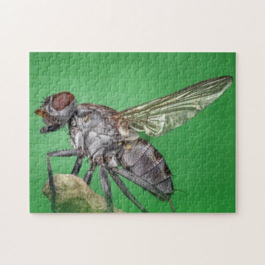 Housefly Close Insect Photo Puzzle Legpuzzel (Horizontaal)
