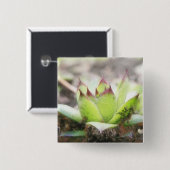 Houseleek - Sempervivum Vierkante Button 5,1 Cm (Voorkant /achterkant)