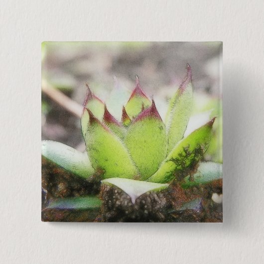 Houseleek - Sempervivum Vierkante Button 5,1 Cm (Voorkant)