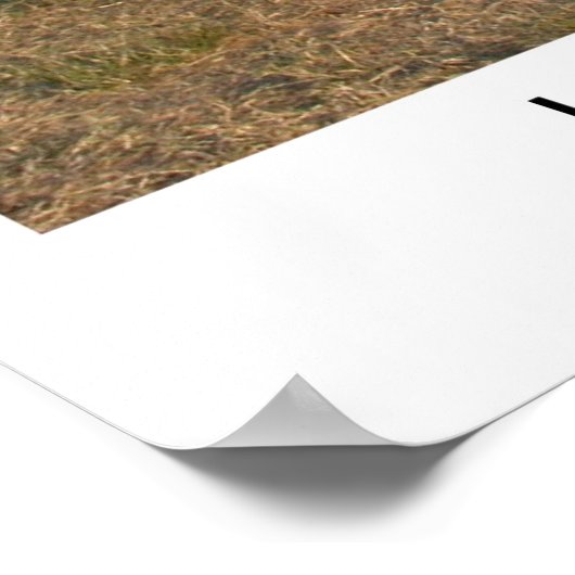 Houston Koe Parade Poster (Hoek)