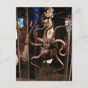 Houston Museum of Natural Science Postcard Briefkaart