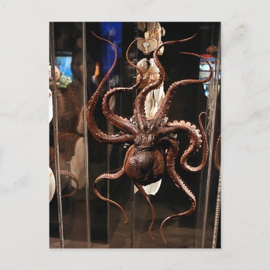 Houston Museum of Natural Science Postcard Briefkaart (Voorkant)