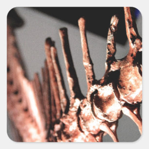 Houston Museum of Natural Science Vierkante Sticker