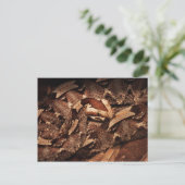 Houston Zoo Briefkaart (Staand voorkant)