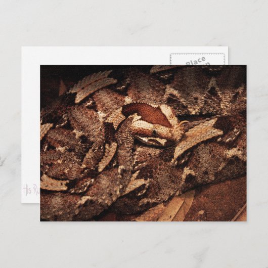 Houston Zoo Briefkaart (Voorkant / Achterkant)