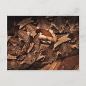 Houston Zoo Briefkaart (Voorkant)