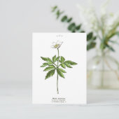 hout Anemone Botanische afdruk Briefkaart (Staand voorkant)