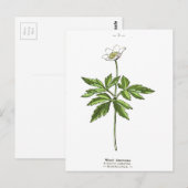 hout Anemone Botanische afdruk Briefkaart (Voorkant / Achterkant)