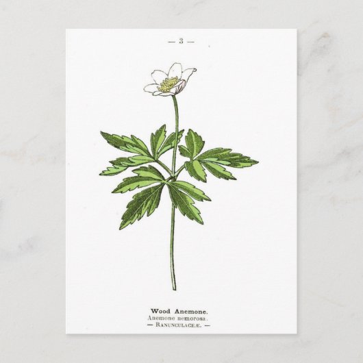 hout Anemone Botanische afdruk Briefkaart (Voorkant)