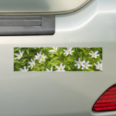Hout Anemone Bumpersticker (Op auto)