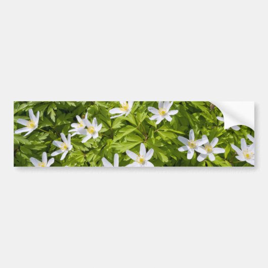 Hout Anemone Bumpersticker (Voorkant)