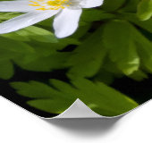 Hout Anemone Poster (Hoek)