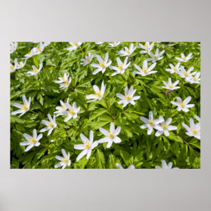 Hout Anemone Poster