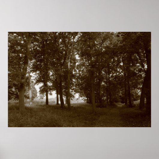 Hout, Bute Park Cardiff - Sepia toned BW Poster (Voorkant)