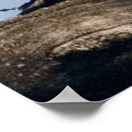 Hout Duck drager in eiken Poster (Hoek)