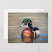 Hout Duck in een vijver Briefkaart (Voorkant / Achterkant)