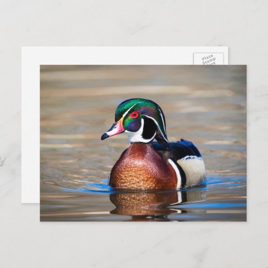 Hout Duck in een vijver Briefkaart (Voorkant / Achterkant)