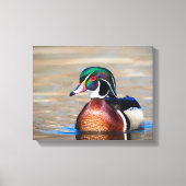 Hout Duck in een vijver Canvas Afdruk (Voorkant)