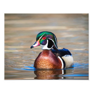 Hout Duck in een vijver Foto Afdruk
