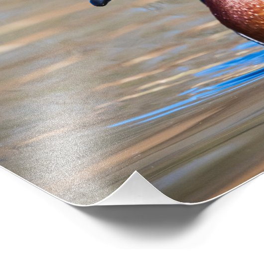 Hout Duck in een vijver Foto Afdruk (Hoek)